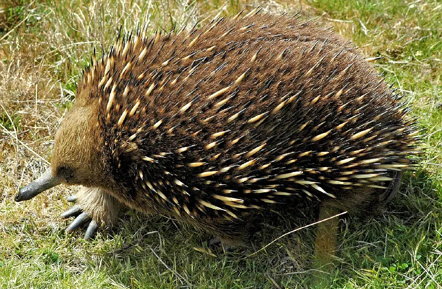 Anteater or Spiny Anteater or Echidna