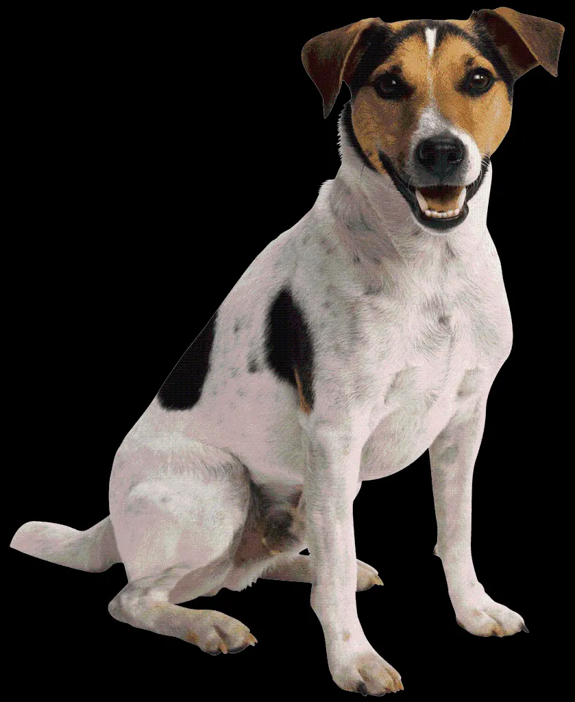 Awesome Background of Real Dog Jack Russell Terrier PNG
