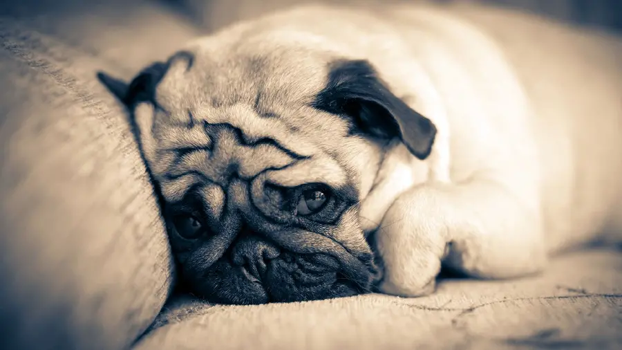 Download High Resolution Pug Dog Wallpaper