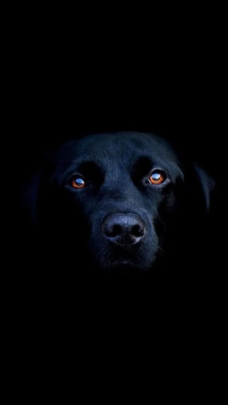 Image Minimalist dog quality for social media profiles 