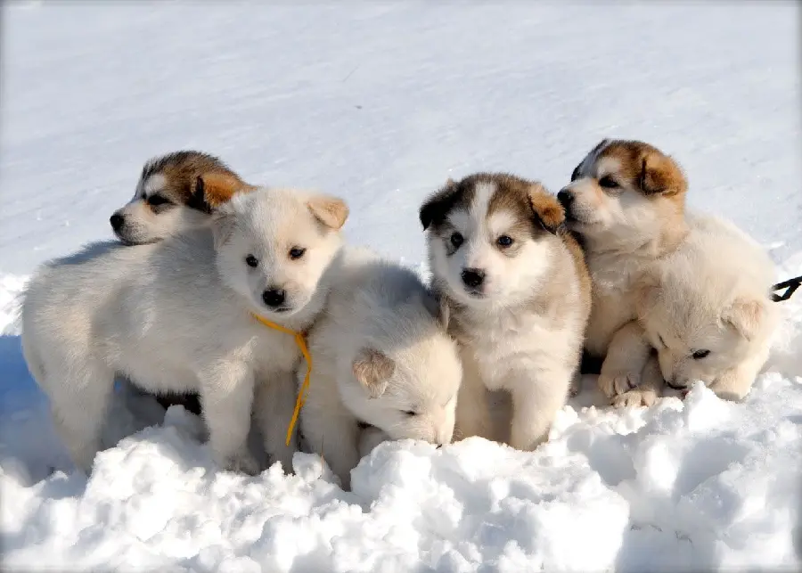 Download Wallpaper of Red Husky Babies from the Most Popular Breeds in the World