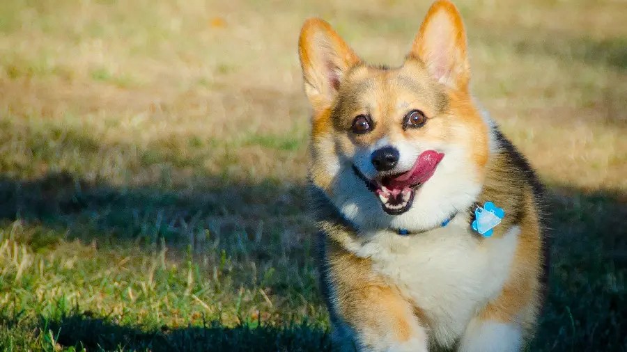 The Most Attractive Background Image of a Pembroke Welsh Corgi Dog 4K