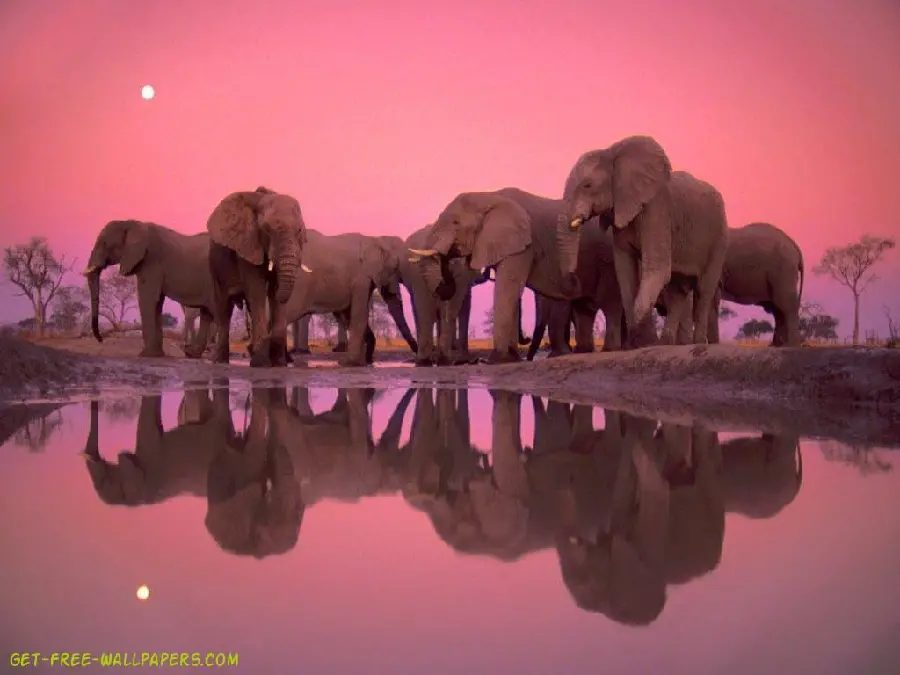 Stylish and Funny Pink Elephant Herd Wallpaper