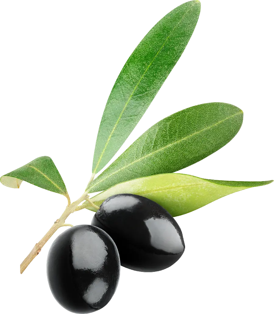 Free Download Olive PNG Images