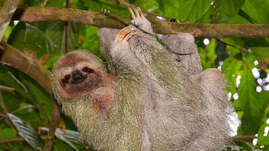 Lovely Sloth Background for Documentary Video Clip