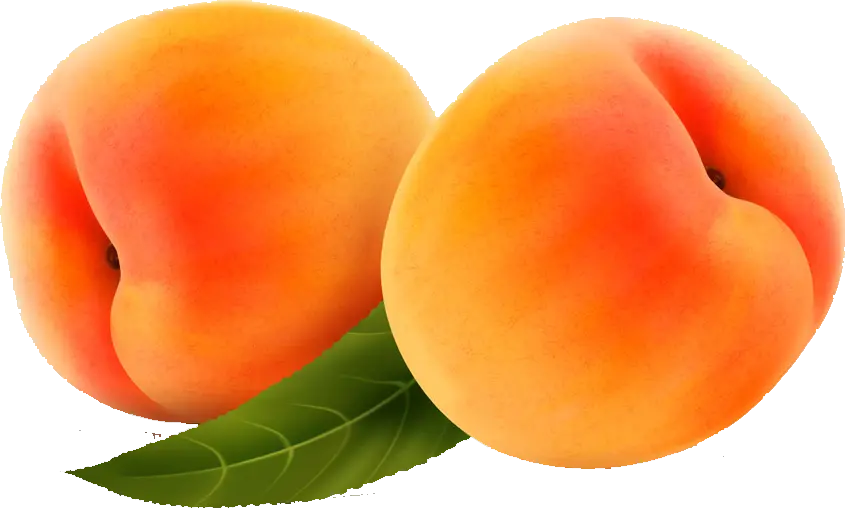 High Quality Apricot PNG Images for Content Design