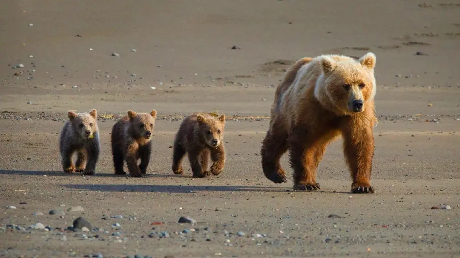 Photo taken of grizzly bear cubs next to their mother