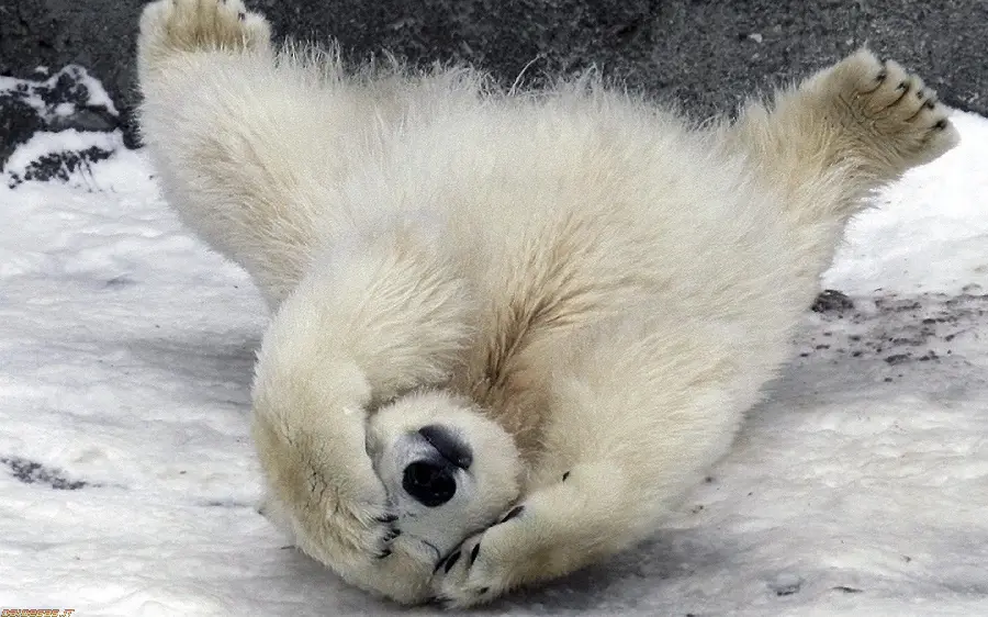 Fun and funny picture of a baby polar bear with excellent quality