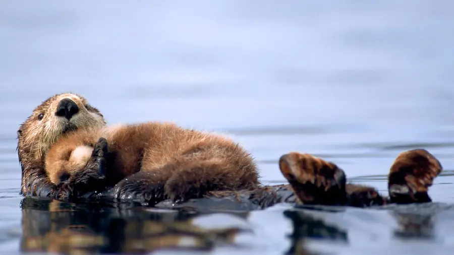 Beautiful background photo of a family of beavers in the wild