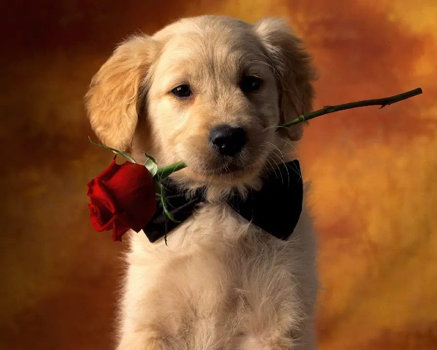 Free download of Valentine dog photo for poster printing