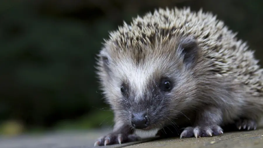 Baby hedgehog background from the hedgehog sub-category