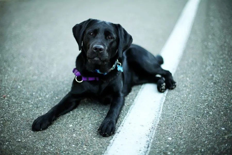 Download cool and cool Labrador Retriever high quality background