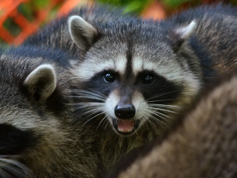 Profile photo of a wild baby raccoon with sharp teeth 