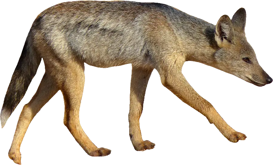 Real Jackal Background Image in PNG Format