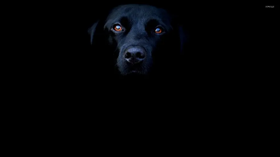 Exciting wallpaper of a black dog with a black background