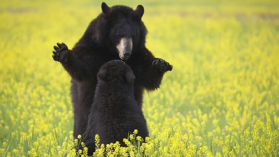 Beautiful Background for Computer of American Black Bear HD