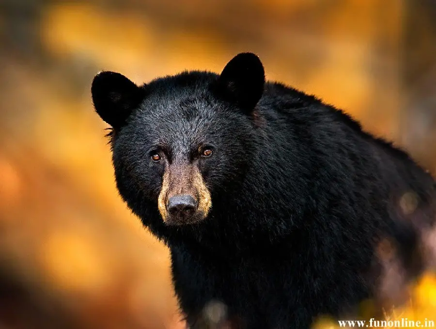 Louisiana Black Bear Wallpaper HD