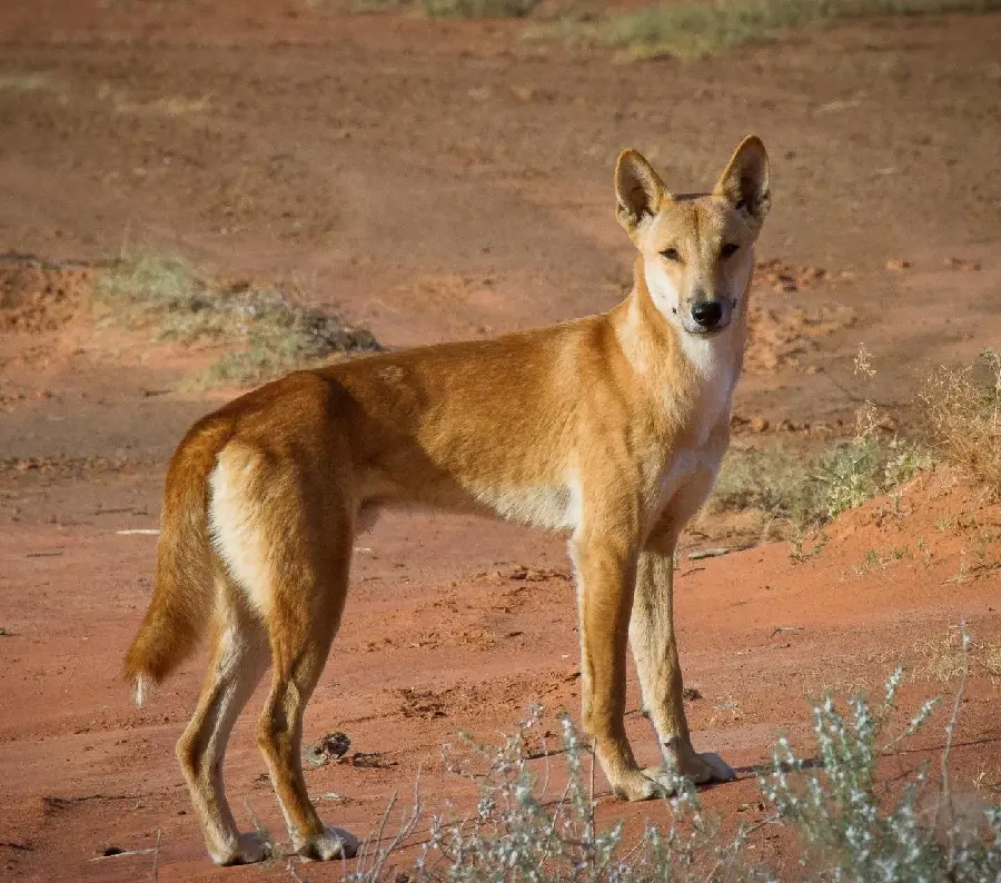 Beautiful picture of dingo or Australian wild dog HD