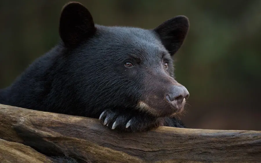 Black Bear Profile Picture HD Completely Free