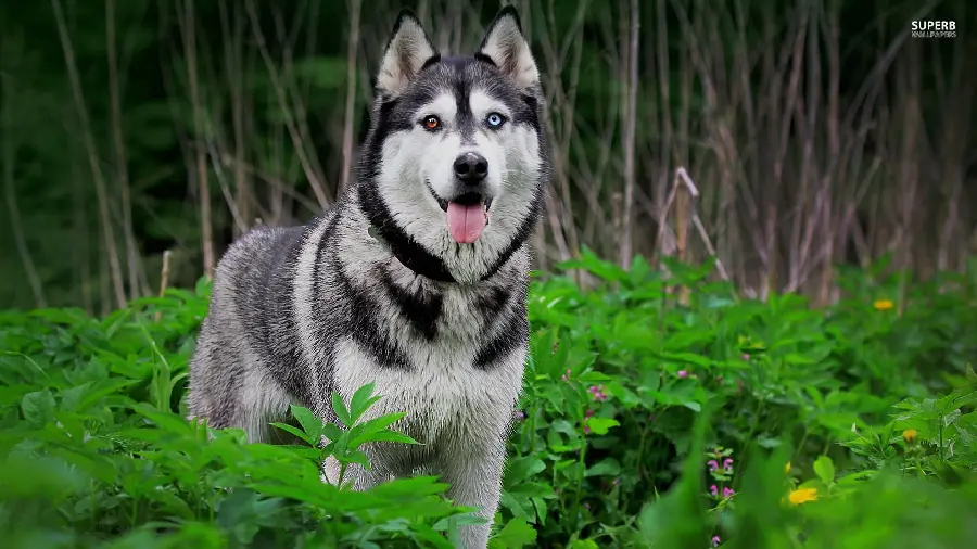 Most viewed high quality red husky wallpapers