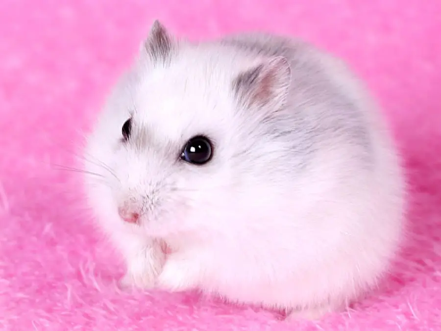 White Oppressed Hamster