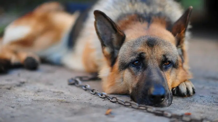 High quality German Shepherd Rex dog wallpaper for Insta post design