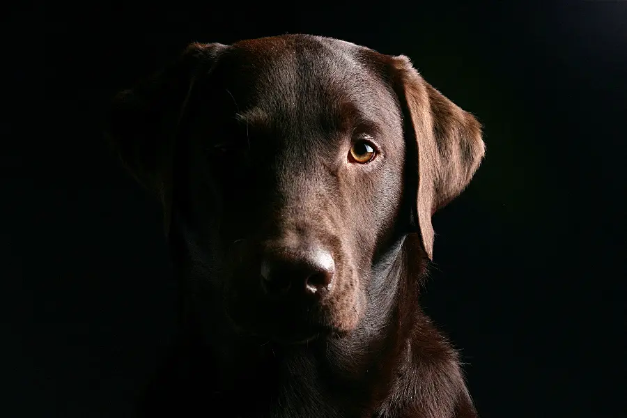 Spectacular and Stunning Dog Background Image for 4K Background