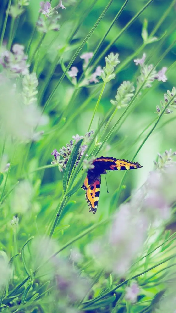 Wallpaper for iPhone with a real butterfly design in nature