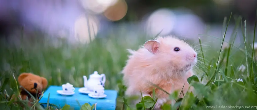 Hamster and Daily Adventures
