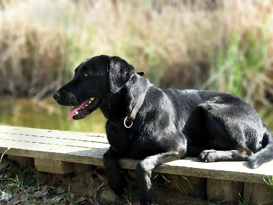 Full HD Profile Picture of Black Labrador Retriever