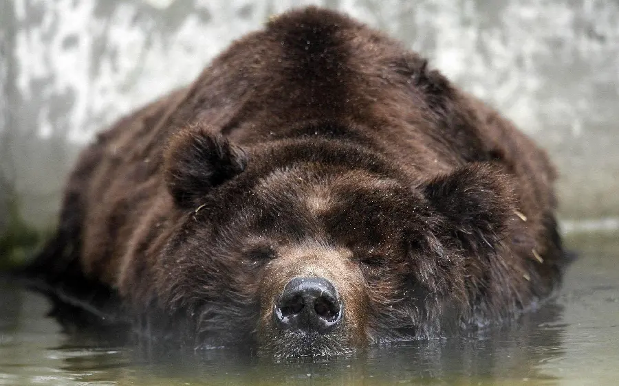Awesome Grizzly Bear Bathing Wallpaper Completely Free