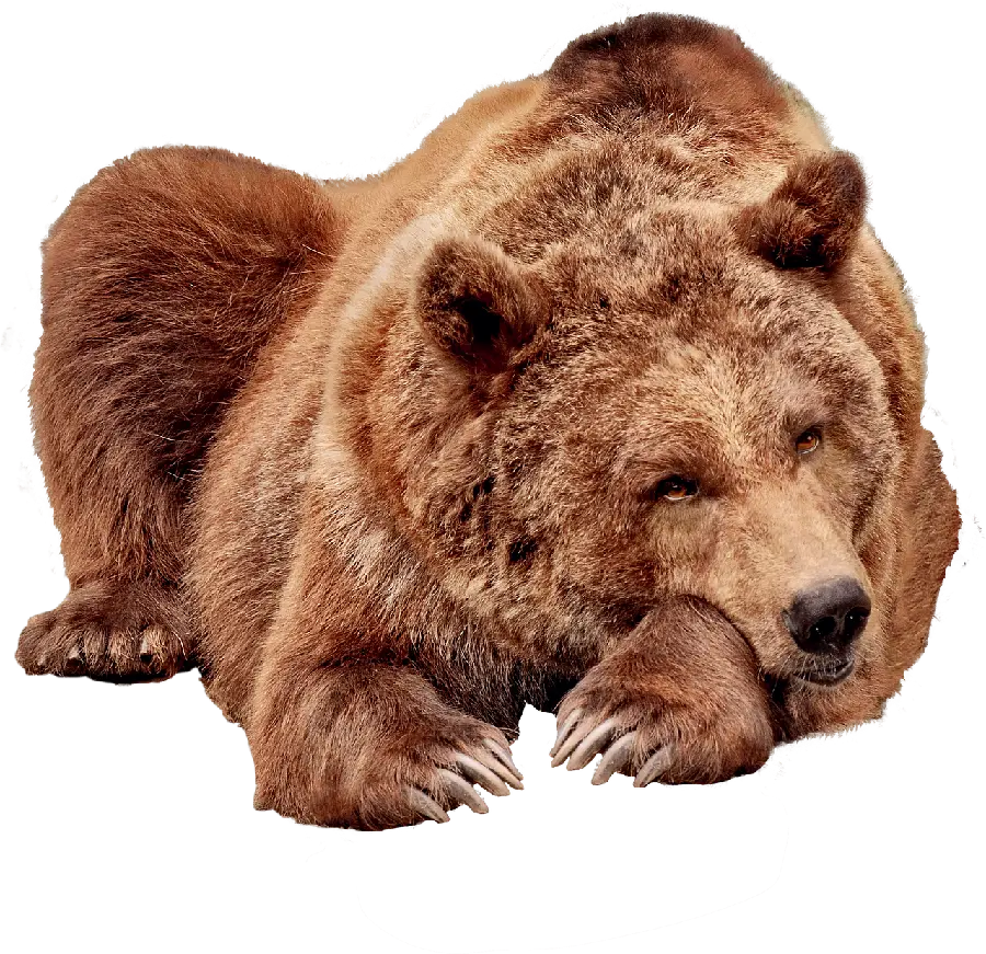 Backgroundless wallpaper of a brown bear napping PNG