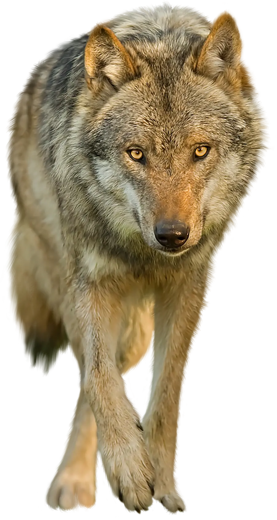 Awesome Real Wolf Background Image Without Background PNG