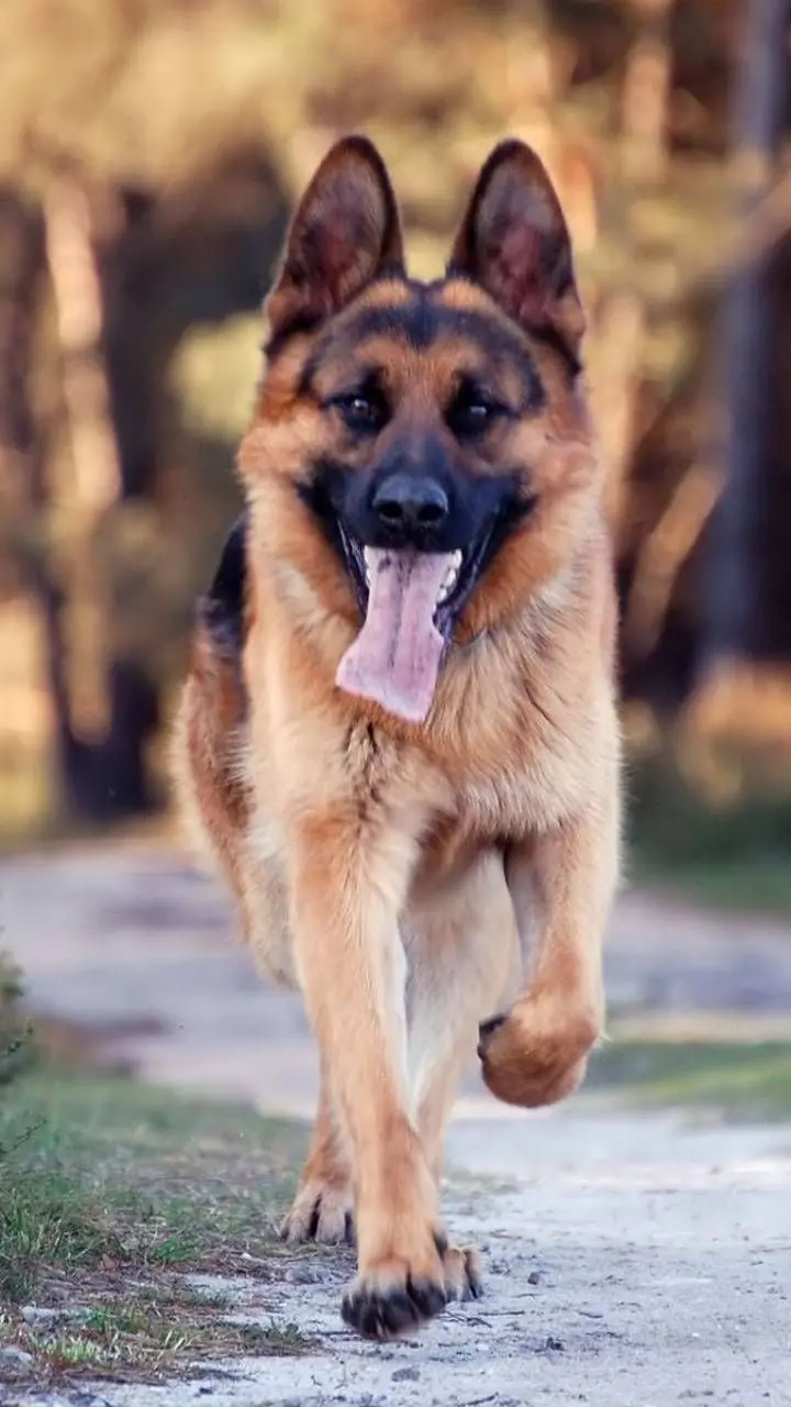 German Shepherd profile photo with excellent quality and suitable for iPhone background 