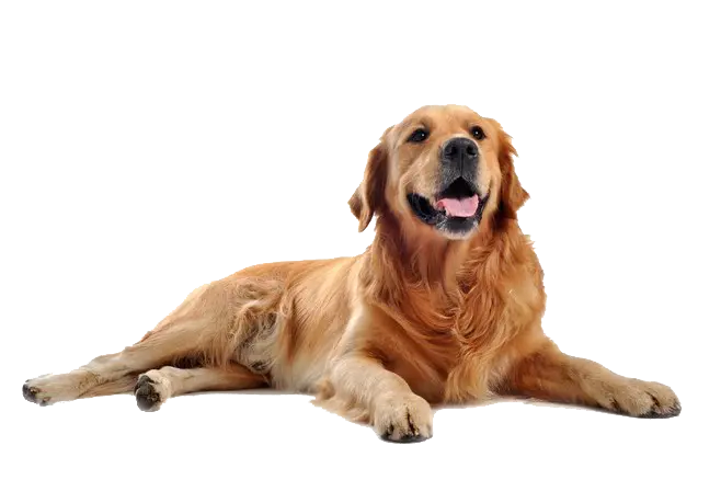 Download Real Dog Golden Retriever PNG Background