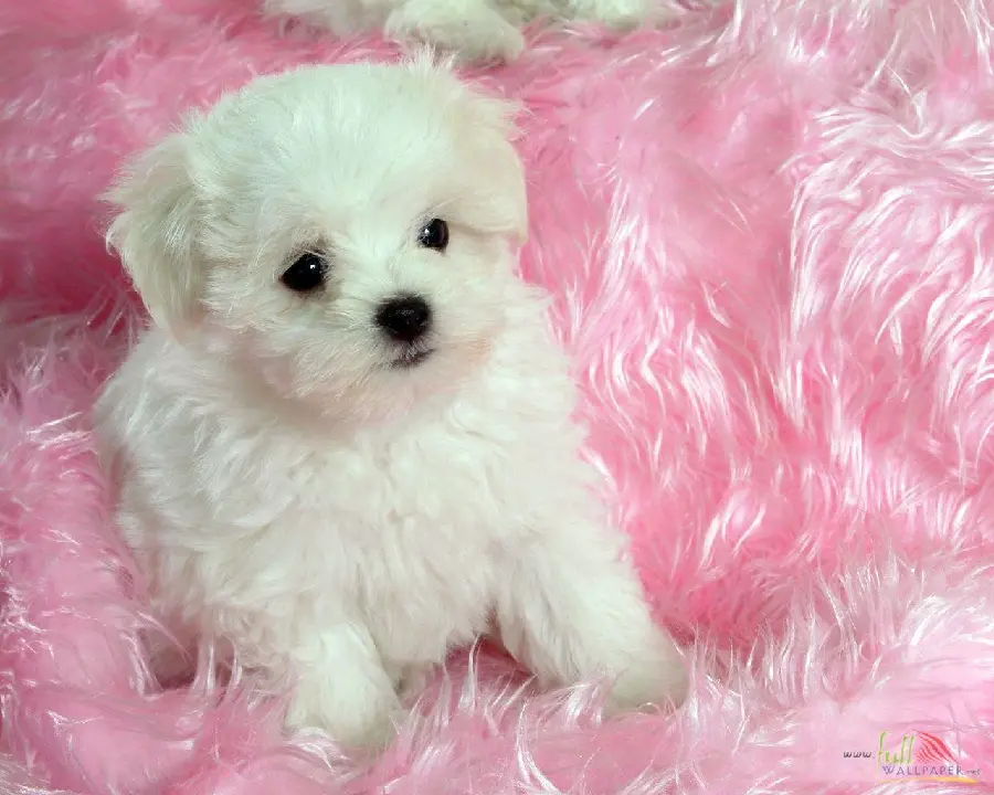 Background of Baby Beautiful dog and bank for story and post