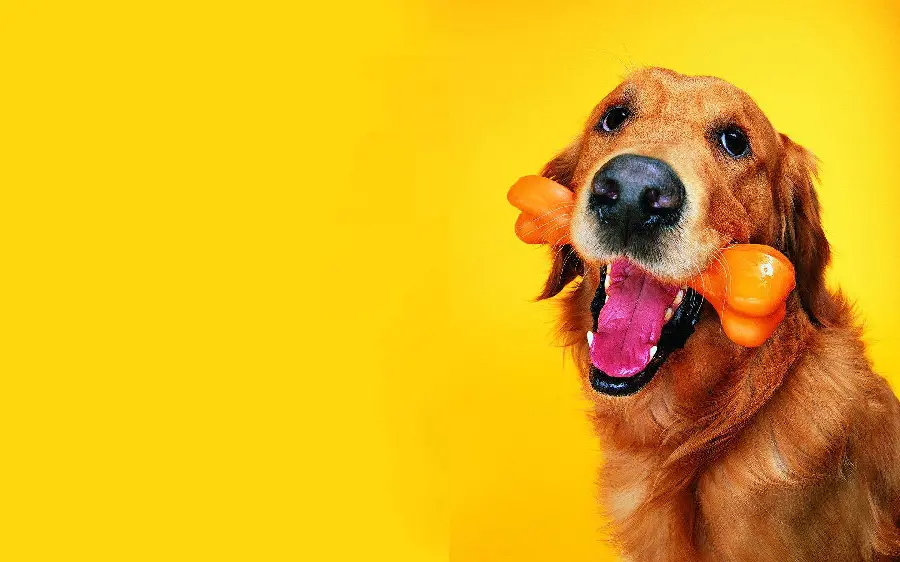 Funny and Fun Dog Wallpaper 4K for Desktop
