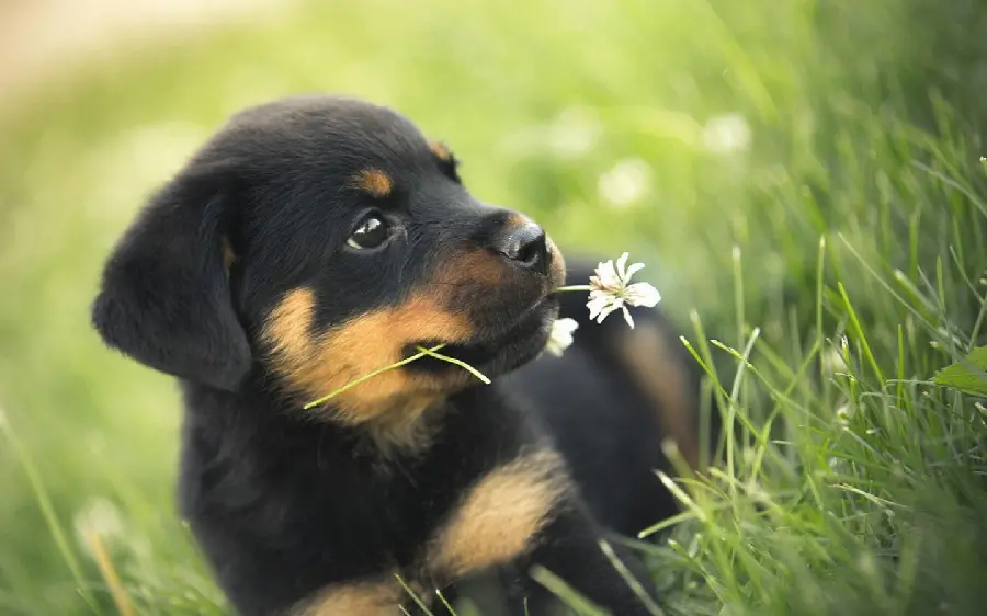 Beautiful background of a Rottweiler puppy for desktop 