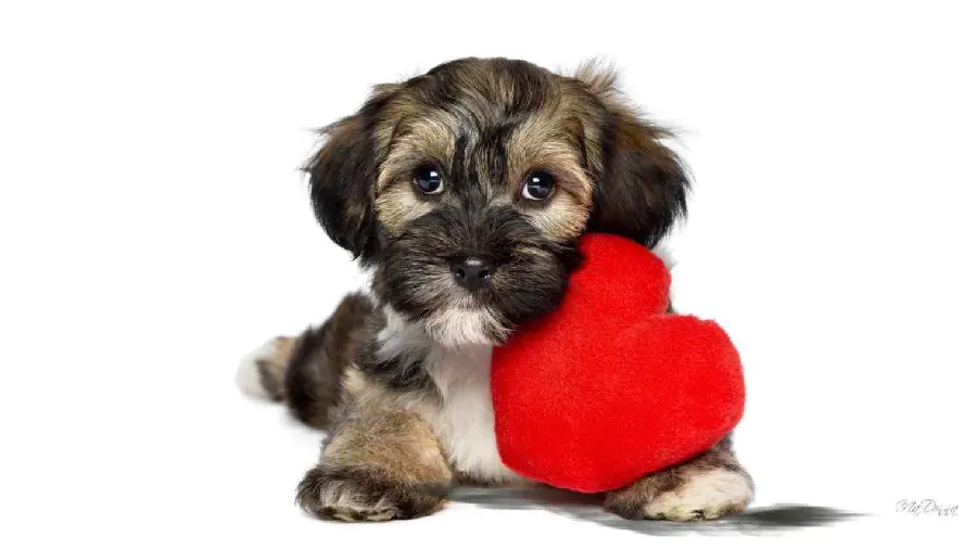 Stock photo of Havanese dog for Valentine's couple profile