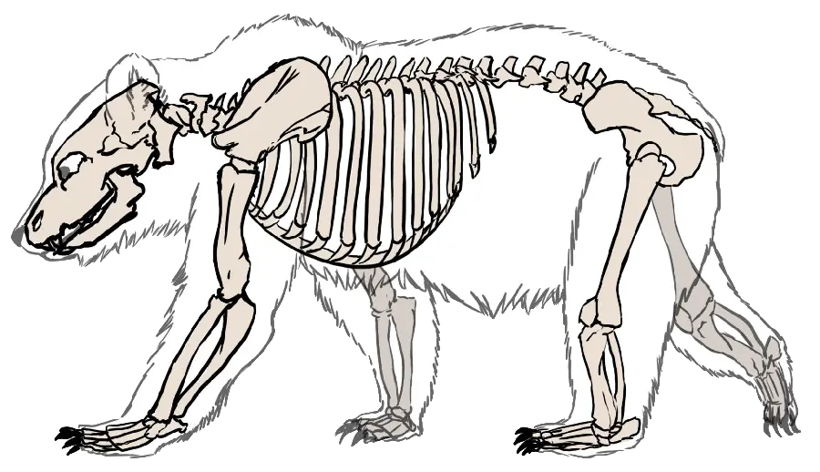 Bear anatomy and skeleton PNG stock image for science projects