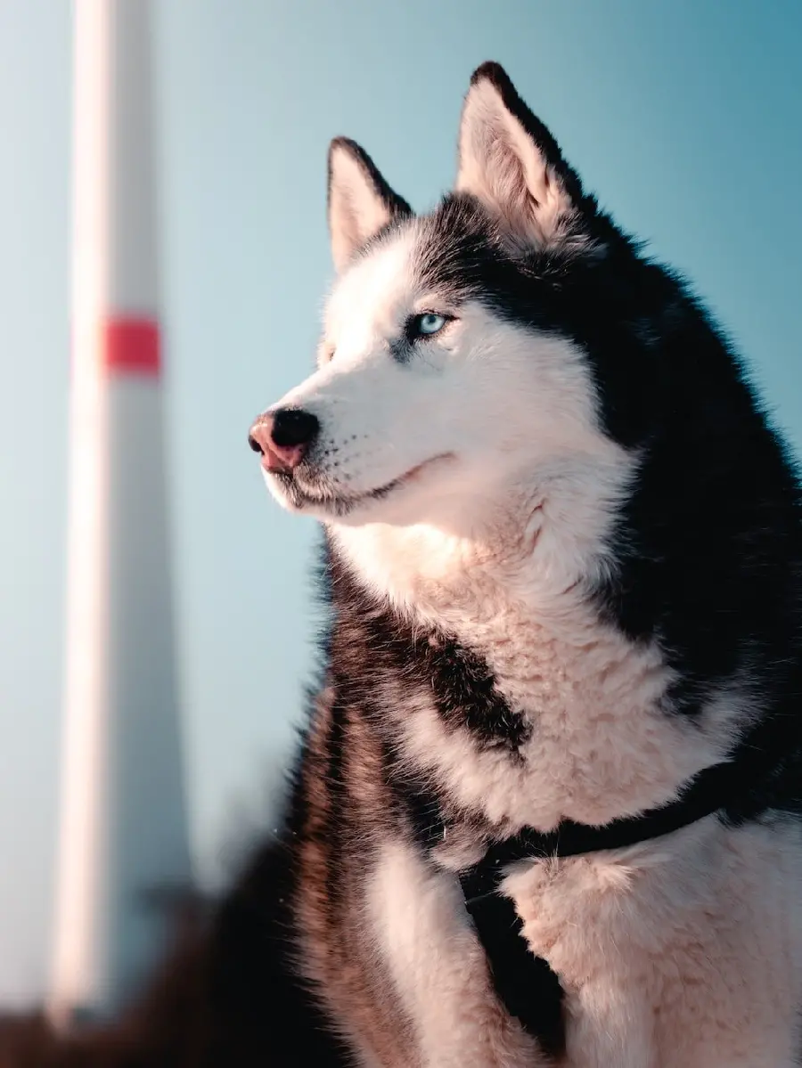 Download background Husky in excellent full HD quality