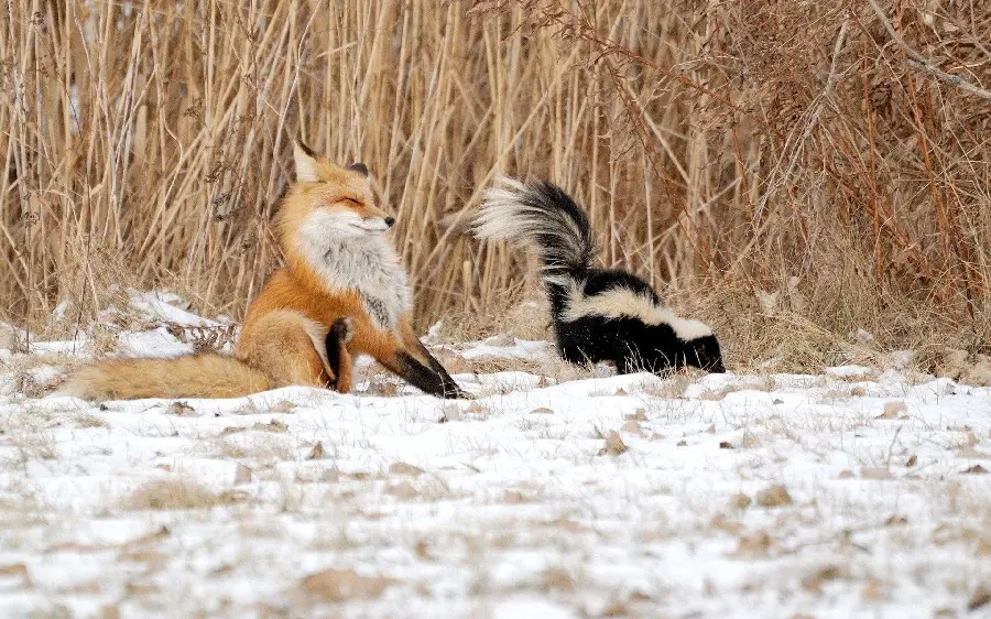 Photo Captures Moments of Skunk and Red Fox Fight