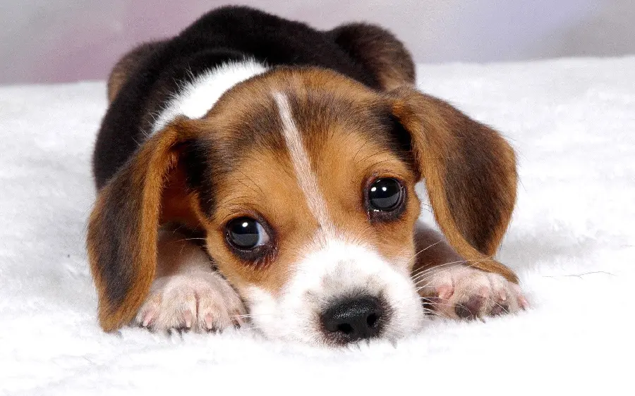 Artistic photo taken of a charming Beagle puppy