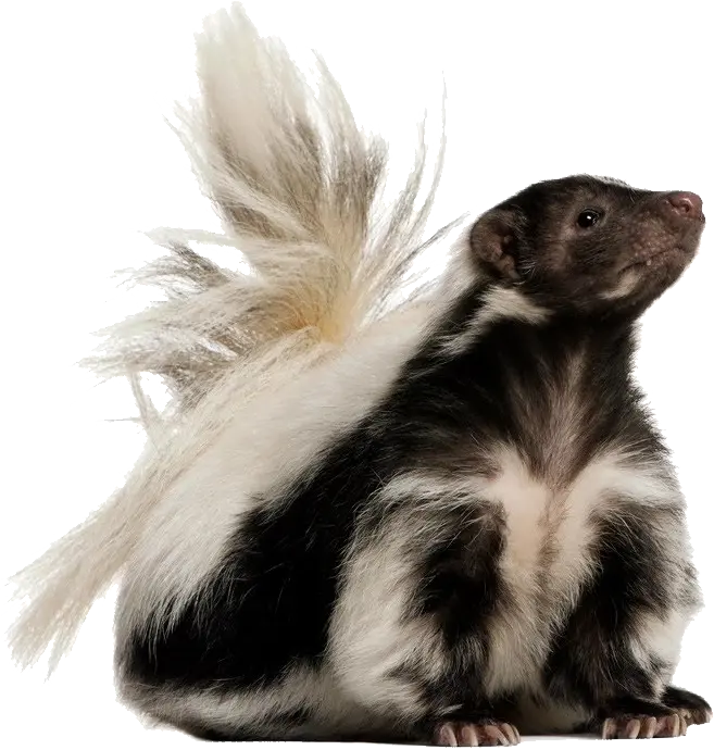 Background image without background of a real funky weasel PNG