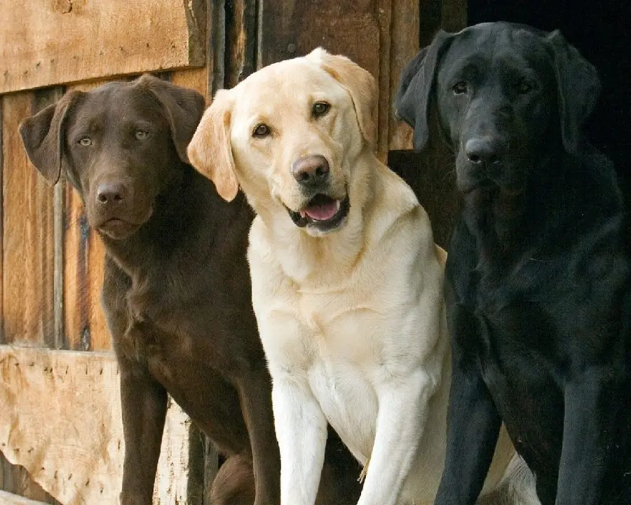 Amazing Black Labrador Retriever Wallpaper