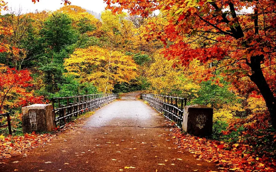 Trees with colorful leaves