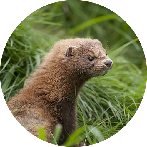 Otter PNG Profile Picture For Instagram