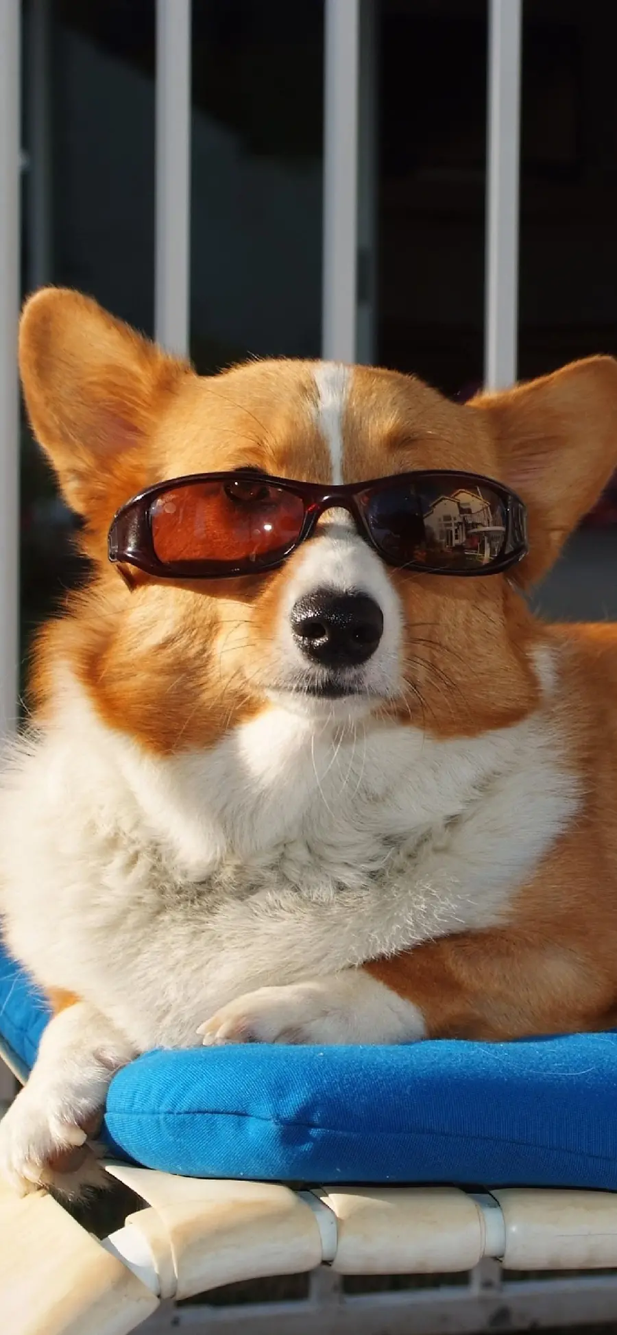 Funny dog ​​background Gogoli for phone background 