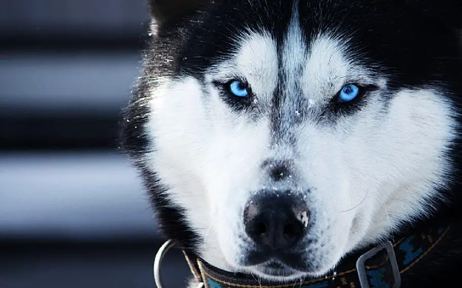 Free Download Lovely Red Husky Profile Picture