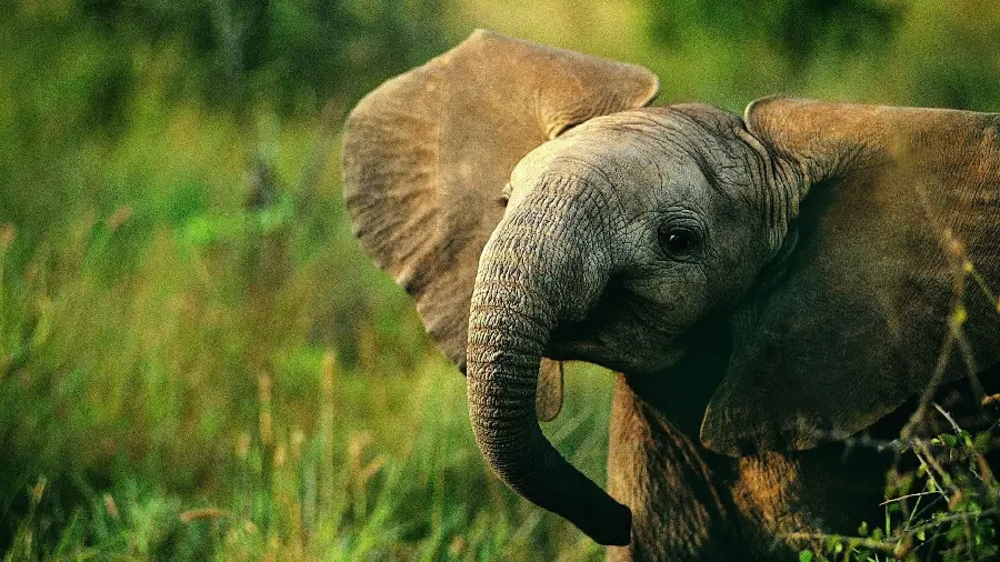  Cute and cute stock photo of a baby elephant walking in 4k quality